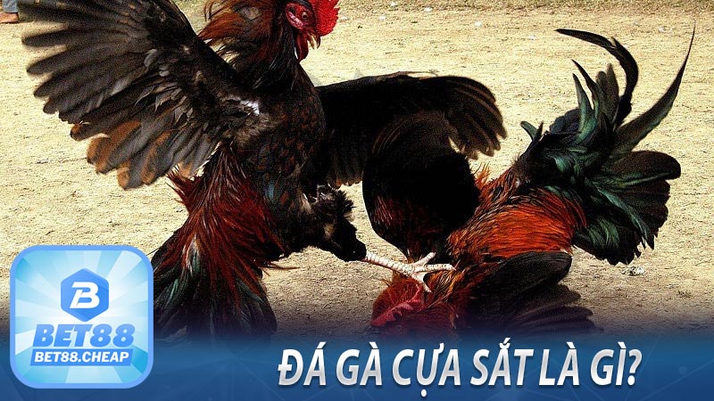 Đá gà cựa sắt là gì?